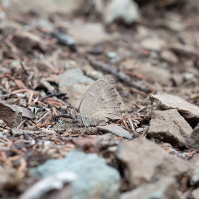 Hyponephele lupinus (okáč středomořský), CY, Troodos