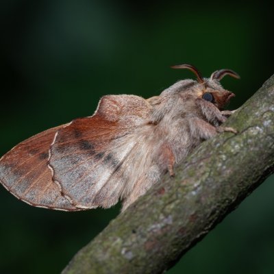 Phyllodesma tremulifolia (bourovec zejkovaný), PP Bobrava