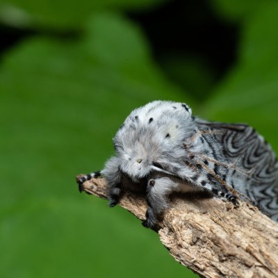 Cerura vinula (hranostajník vrbový), Augšperský potok