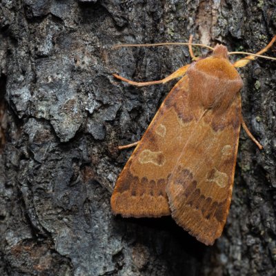 Agrochola helvola (polnice hnědá), Žebětín