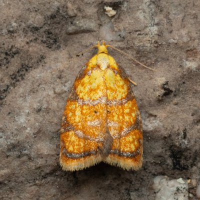 Acleris bergmanniana (obaleč šípkový), Hády
