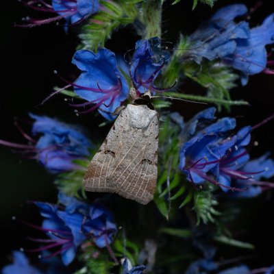 Lygephila craccae (hnědopáska vikvicová), Zbýšovská halda