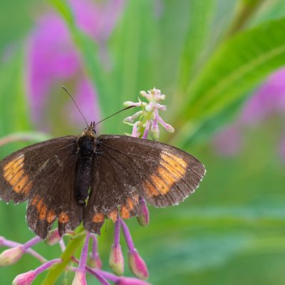 okáč, Popradské pleso