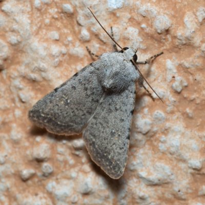 Caradrina sp., IT, Kuens, Jižní Tyrolsko