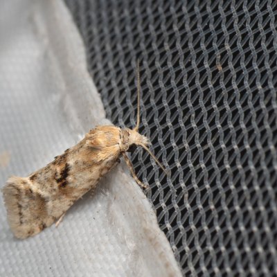 Cochylimorpha straminea (obalečík suchomilný), NPP Pouzdřanská step - Kolby