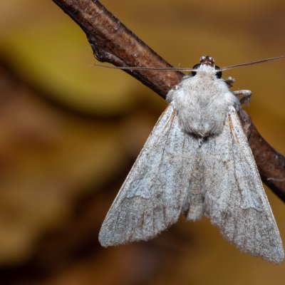 Ammoconia caecimacula (polnice šedá), Žebětín