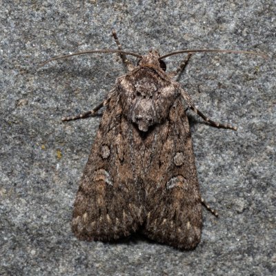 Dichagyris forcipula (osenice šedokřídlá), PR Turold