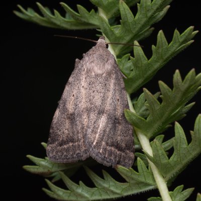 Athetis gluteosa (blýskavka šedohnědá), NPP Na Adamcích