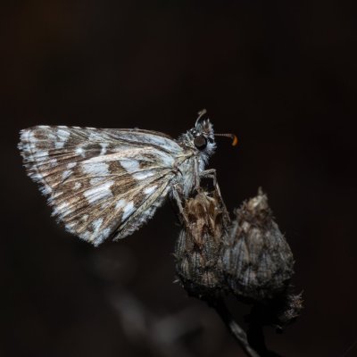 Pyrgus armoricanus (soumračník podobný), PP Milovická stráň