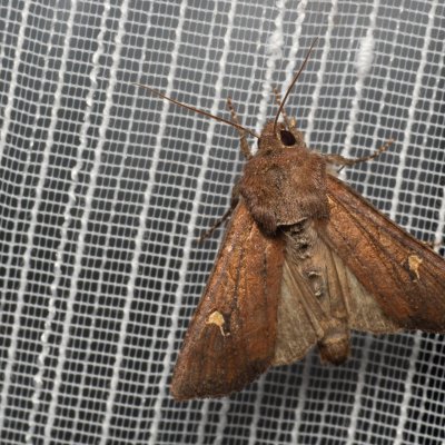 Helotropha leucostigma (šedavka pobřežní), PP Bobrava