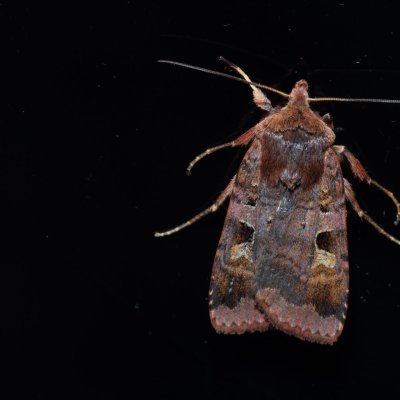 Diarsia brunnea (osenice hnědá), NPP Jeskyně Pekárna