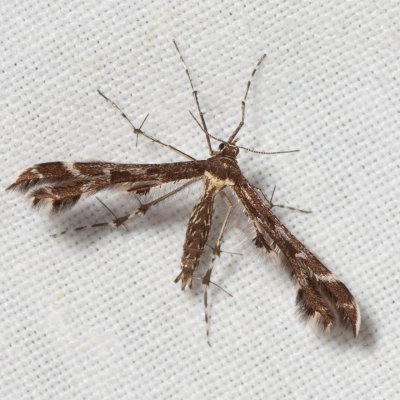 Oxyptilus parvidactyla (pernatuška drobnokřídlá), Hády