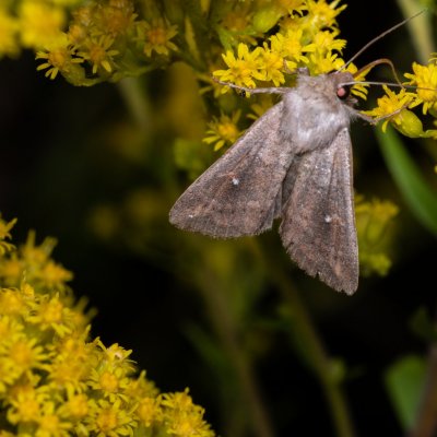 Mythimna ferrago (plavokřídlec bledoskvrnný), PP Černice