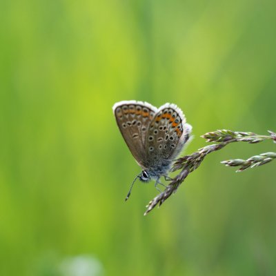 Plebejus argus (modrásek černolemý), PP Nad řekami
