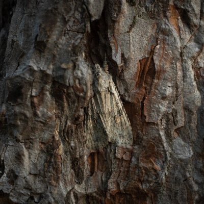 Lithophane ornitopus (dřevobarvec lesní), Žebětín