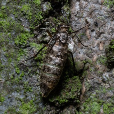 Operophtera brumata (píďalka podzimní), Žebětín