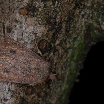 Conistra vaccinii (zimovnice brusnicová), Žebětín