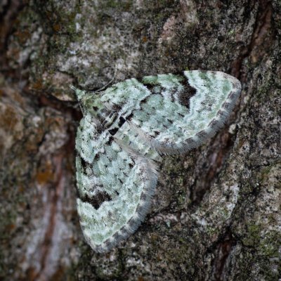 Chloroclystis v-ata (píďalička zelená), Žebětín