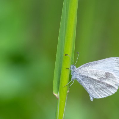Leptidea juvernica/sinapis (bělásek luční/hrachorový), Popůvky