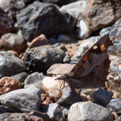 Libythea celtis (cípatec jižní), HR, Cesarica