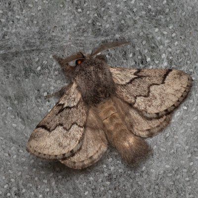 Trichiura crataegi, (bourovec hlohový), PP Černice