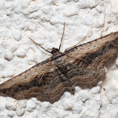 Horisme vitalbata (píďalka zdobená), HR, Jablanac