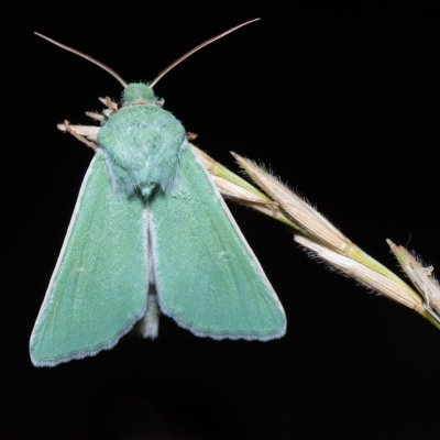 Calamia tridens (travařka zelená), PR Kamenný vrch