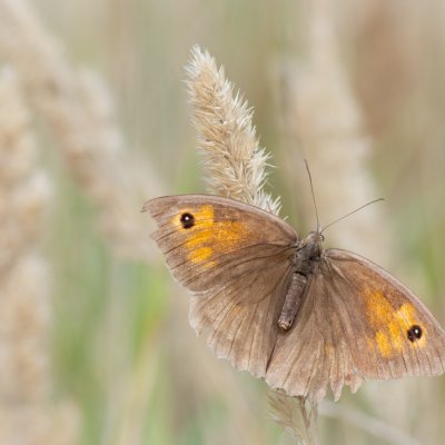 Maniola jurtina (okáč luční), Háječný kopec, Dukovany