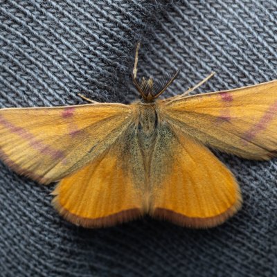 Lythria purpuraria (rudopásník šťovíkový), PP Bobrava
