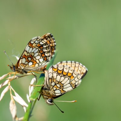 Melitaea athalia (hnědásek jitrocelový), PP Černice
