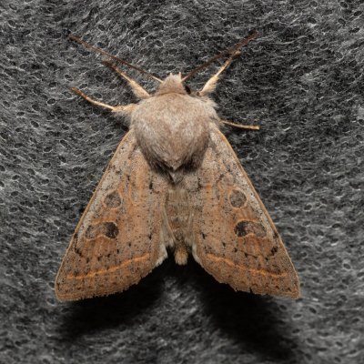 Orthosia gracilis (jarnice hladká), Augšperský potok
