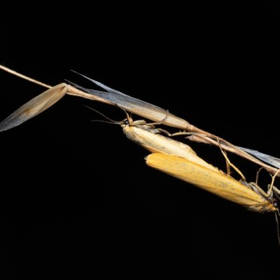 Eilema pygmaeola (lišejníkovec běločelný), PP Černice