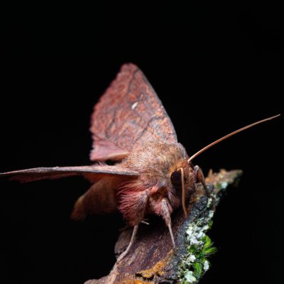 Mythimna turca (plavokřídlec mokřadní), PP Bobrava