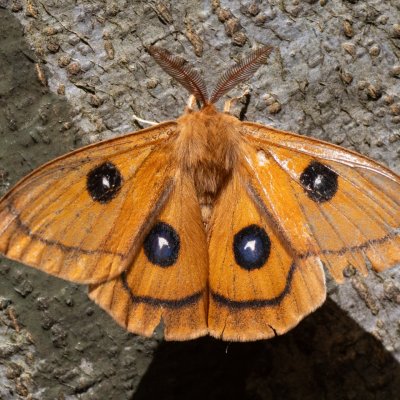 Aglia tau (martináč bukový), Študlov