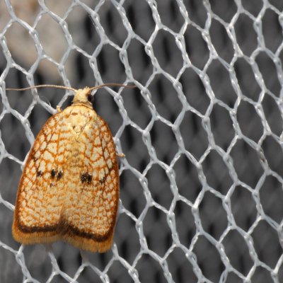 Acleris forsskaleana (-), PR Svatý kopeček