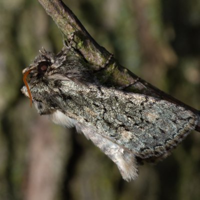 Polyploca ridens (můřice dubová), Žebětín