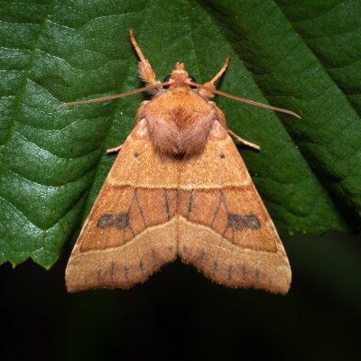 Atethmia centrago (zlatokřídlec jasanový), Henčov