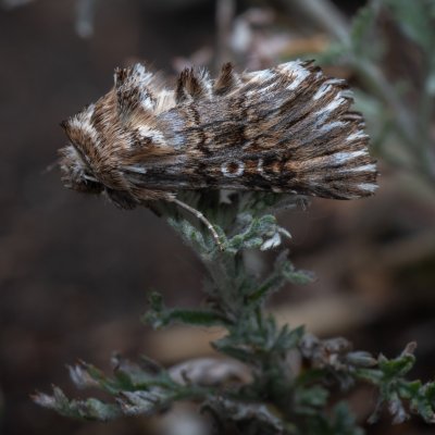 Omphalophana antirrhinii (jasnobarvec hledíkový), NPP Pouzdřanská step - Kolby