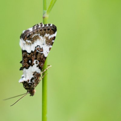Deltote deceptoria (světlopáska ostřicová), PP Obůrky - Třeštěnec