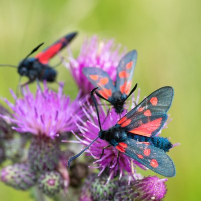 Zygaena lonicerae (vřetenuška pětitečná), SK, Štôla