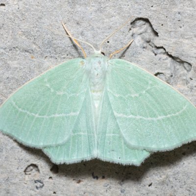 Hemistola chrysoprasaria (zelenopláštník plaménkový), HR, Krasno
