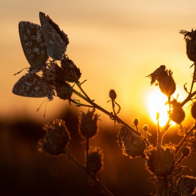 Polyommatus coridon (modrásek vikvicový), PP Černice