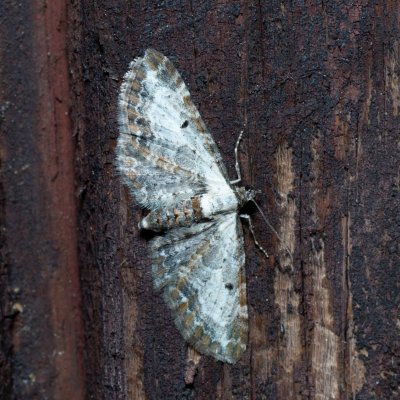 Eupithecia succenturiata (píďalička diviznová), SK, Štôla