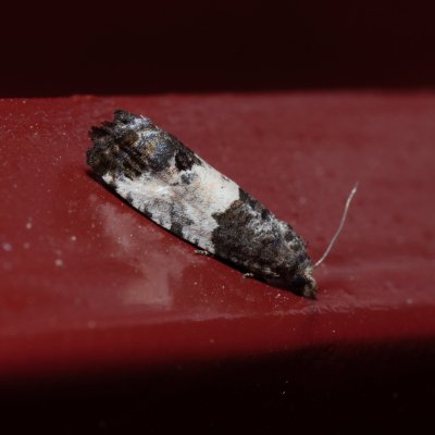 , IT, San Leonardo, Jižní Tyrolsko