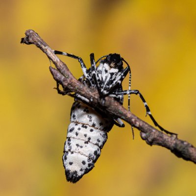 Erannis defoliaria (tmavoskvrnáč zhoubný), Žebětín
