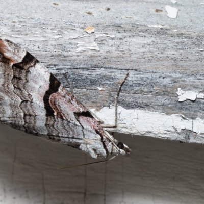 Aplocera praeformata (píďalka třezalková), SK, Štôla