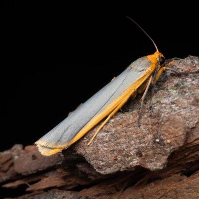 Eilema complana (lišejníkovec vroubený), PP Černice