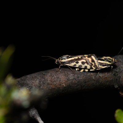 Emmelia trabealis (světlopáska svlačcová), PP Skalky u Sedlece