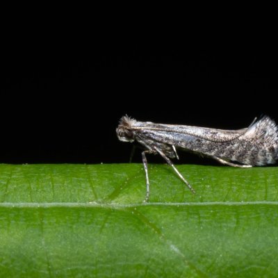 Parornix sp., Popůvky