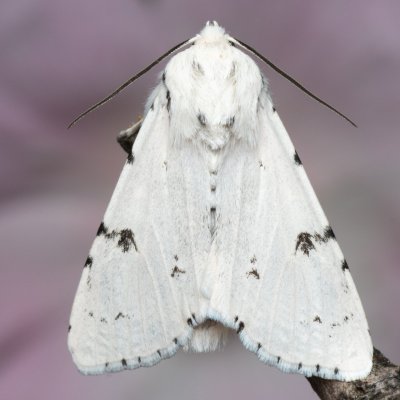 Acronicta leporina (šípověnka vrbová), Hády